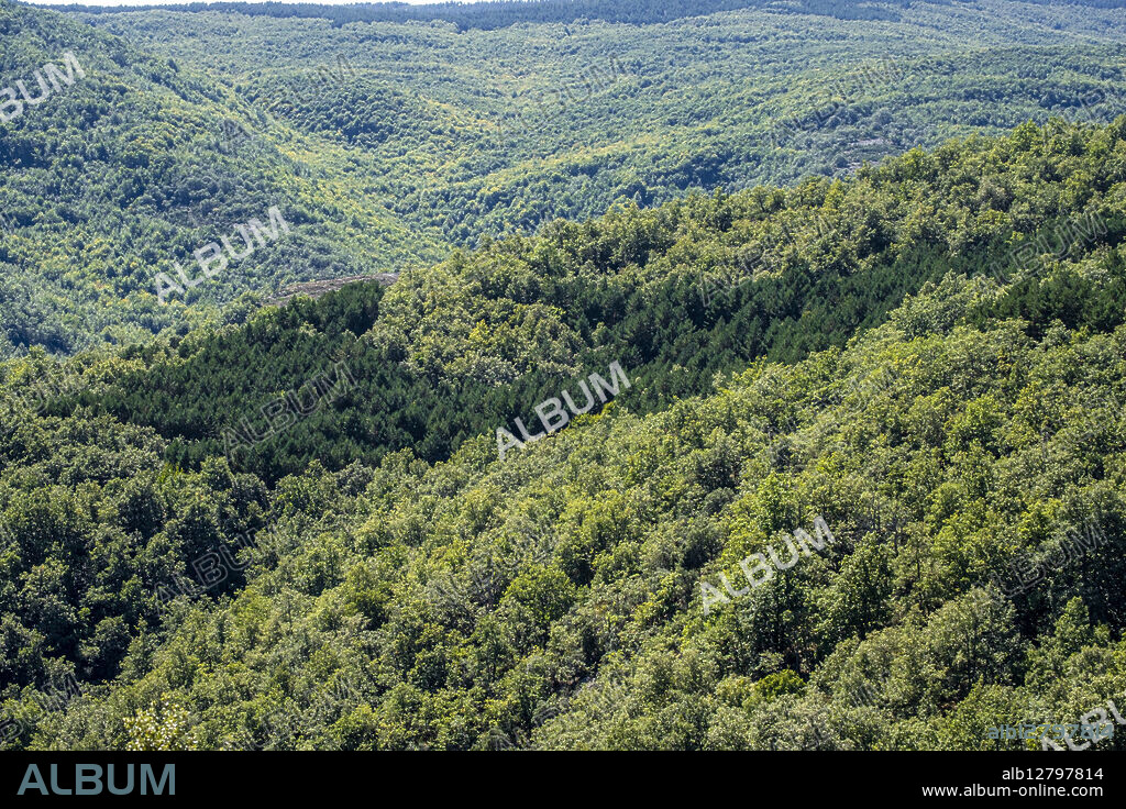 natural space of the beech forest, Zarzosa, Rioja, Spain.