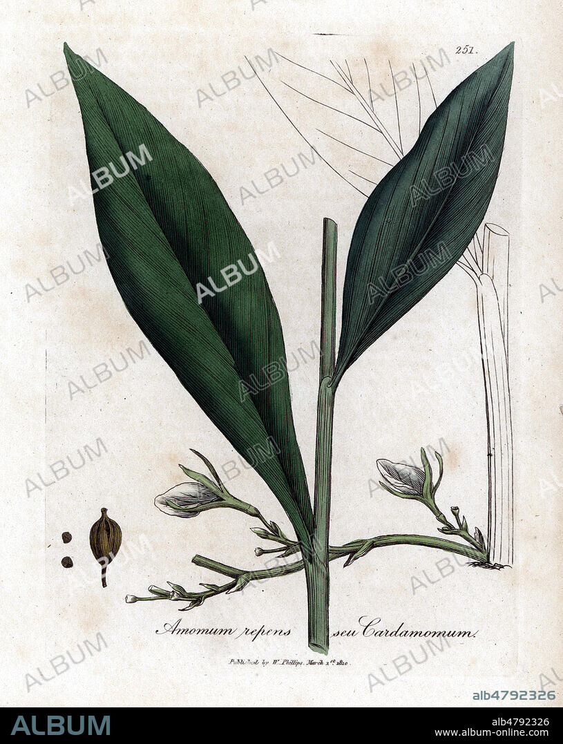 CARDAMOME, Elettaria cardamomum - Leaves, flowers and seed of the cardamom plant, Elettaria cardamomum. Handcolored copperplate engraving from a botanical illustration by James Sowerby from William Woodville and Sir William Jackson Hooker's "Medical Botany" 1832. The tireless Sowerby (1757-1822) drew over 2,500 plants for Smith's mammoth "English Botany" (1790-1814) and 440 mushrooms for "Coloured Figures of English Fungi " (1797) among many other works.
