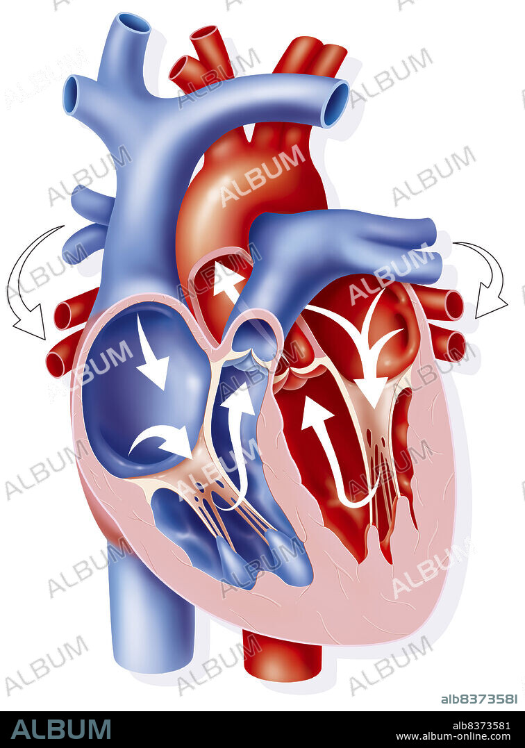 Représentation de l'intérieur du coeur en vue antérieure interne (vue classique) montrant le coeur droit (sang veineux, ici dans les teintes bleutées) et le coeur gauche (sang artériel, ici dans les teintes rouges).. Les flèches indiquent le sens de la circulation.