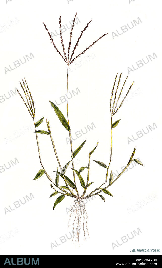 Panicum sanguinale, Blutrote Fingerhirse, Synonym: Digitaria sanguinalis, Blut-Fingergras / Digitaria sanguinalis is a species of grass known by several common names, including hairy crabgrass, hairy finger-grass, large crabgrass, crab finger grass, purple crabgrass, Historisch, historical, digital improved reproduction of an original from the 19th century / digital restaurierte Reproduktion einer Originalvorlage aus dem 19. Jahrhundert, genaues Originaldatum nicht bekannt.