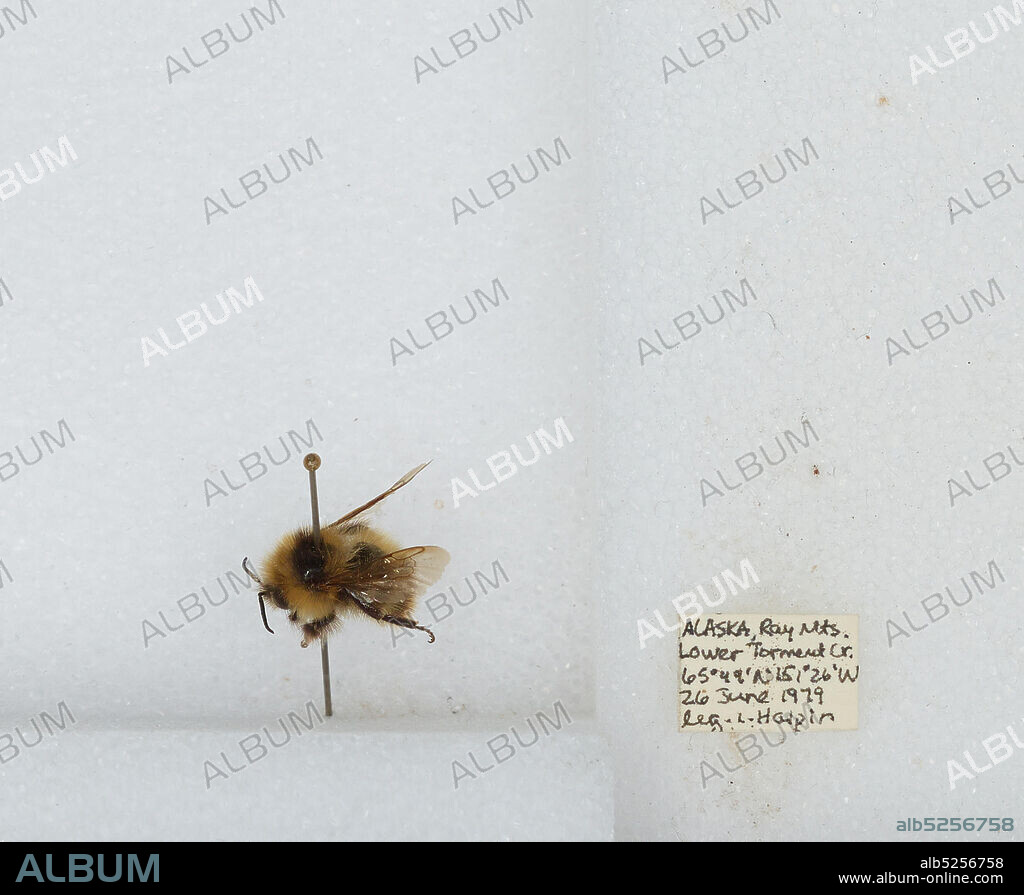 Ray Mountains Lower Torment Creek, Yukon-Koyukuk, Alaska, United States, Bombus sp., Animalia, Arthropoda, Insecta, Hymenoptera, Apidae, Apinae.