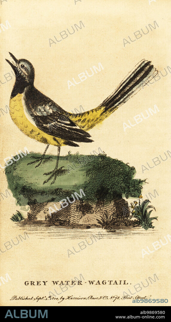Grey wagtail, Motacilla cinerea. Grey water-wagtail, Motacilla boarula. Handcolored copperplate engraving after an illustration by George Edwards from The Naturalists Pocket Magazine, Harrison, Fleet Street, London, 1800.