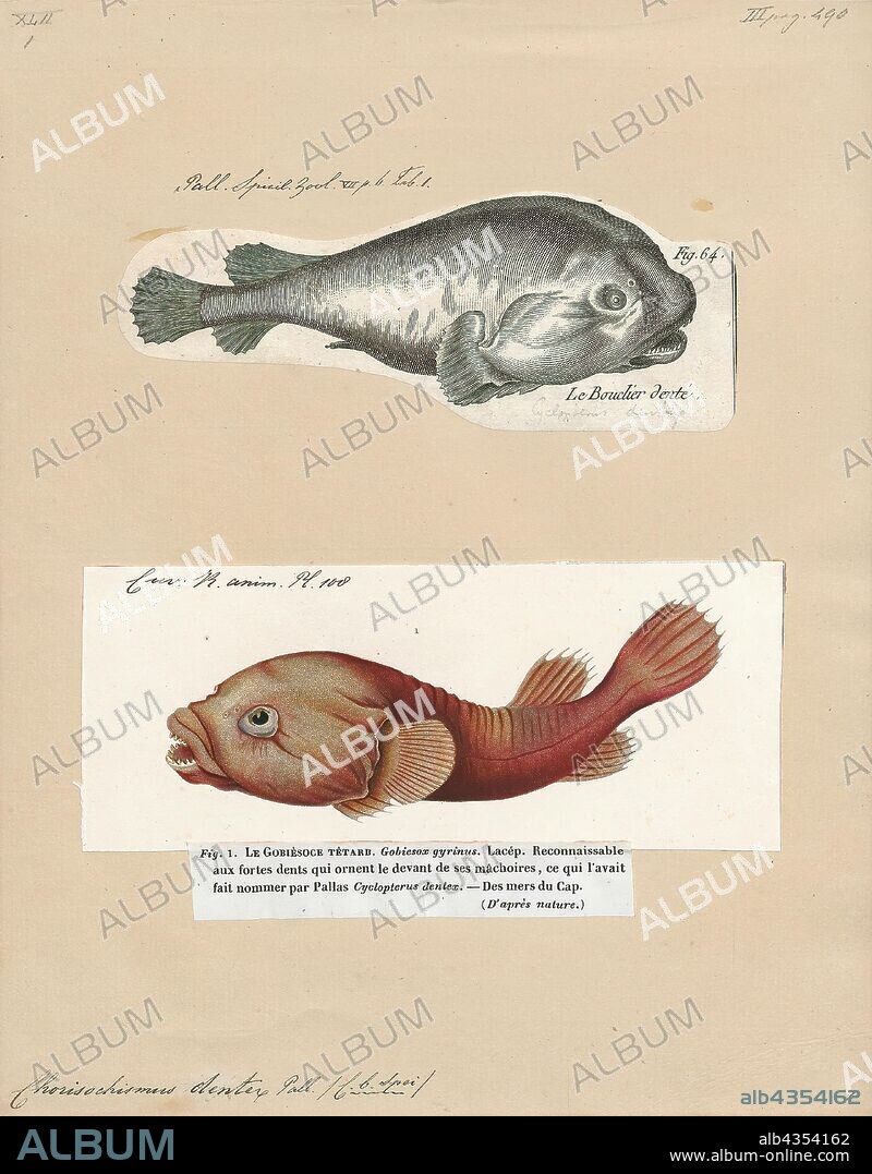 Chorisochismus dentex, Print, Chorisochismus dentex, the rocksucker or giant clingfish, is a species of clingfish found along the coast of southern Africa from Namibia to northern Natal, South Africa. It inhabits the intertidal and subtidal zones in shallow reefs and rock pools. This species is the only known member of its genus., 1700-1880.