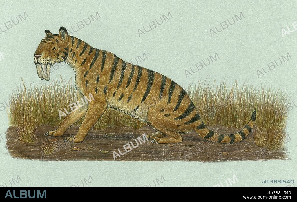 Thylacosmilus atrox, a genus of sabre-toothed predator during the Miocene epoch.