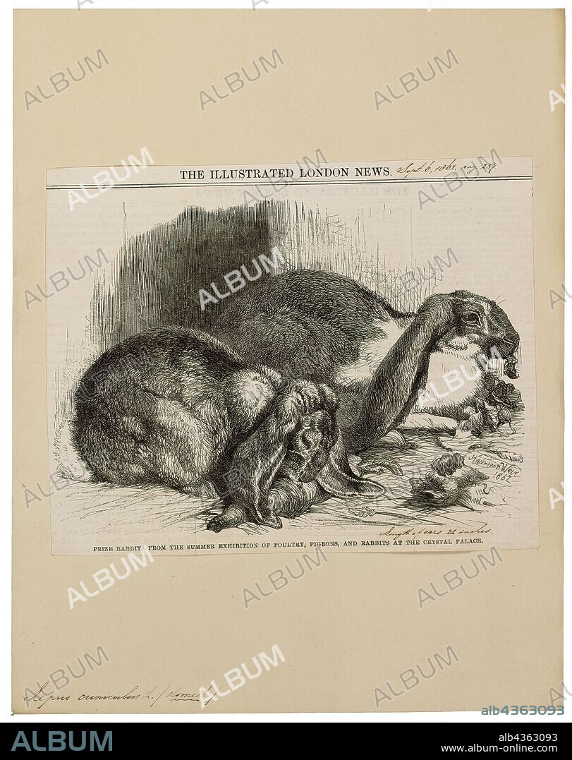 Lepus cuniculus, Print, Hare, Hares and jackrabbits are leporids belonging to the genus Lepus. Hares are classified in the same family as rabbits. They are similar in size and form to rabbits and have similar herbivorous diets, but generally have longer ears and live solitarily or in pairs. Also unlike rabbits, their young are able to fend for themselves shortly after birth rather than emerging blind and helpless. Most are fast runners. Hare species are native to Africa, Eurasia, North America, and the Japanese archipelago., 1862.