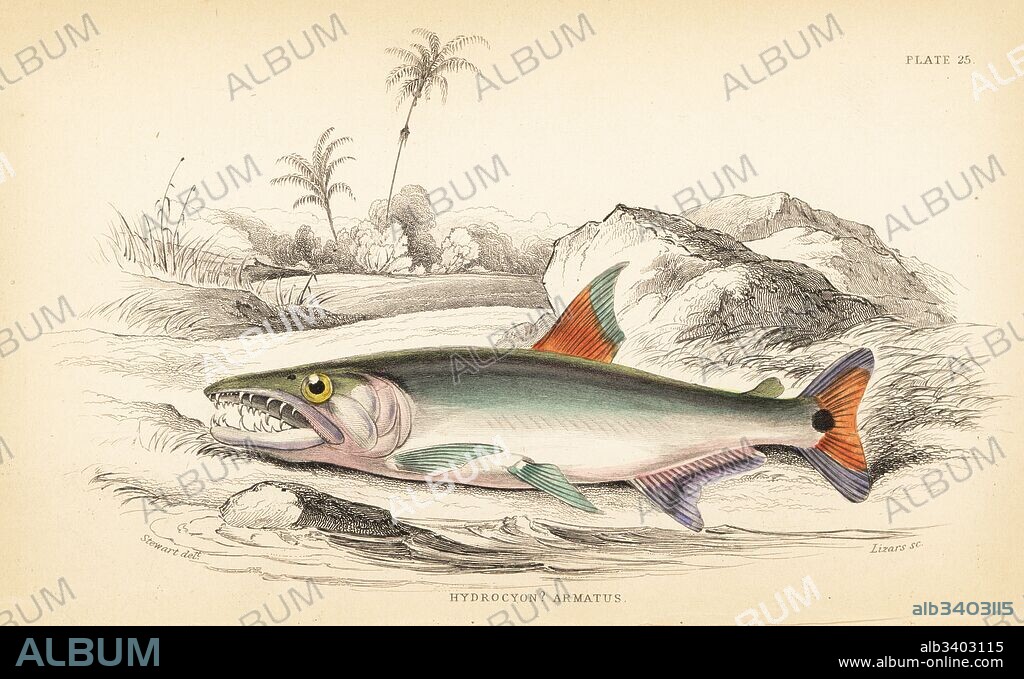 Payara, Hydrolycus armatus (Strong-toothed hydrocyon, Hydrocyon? armatus). Handcoloured steel engraving by W.H. Lizars after an illustration by James Stewart from Robert Schomburgk's Fishes of Guiana, part of Sir William Jardine's Naturalist's Library: Ichthyology, Edinburgh, 1841.