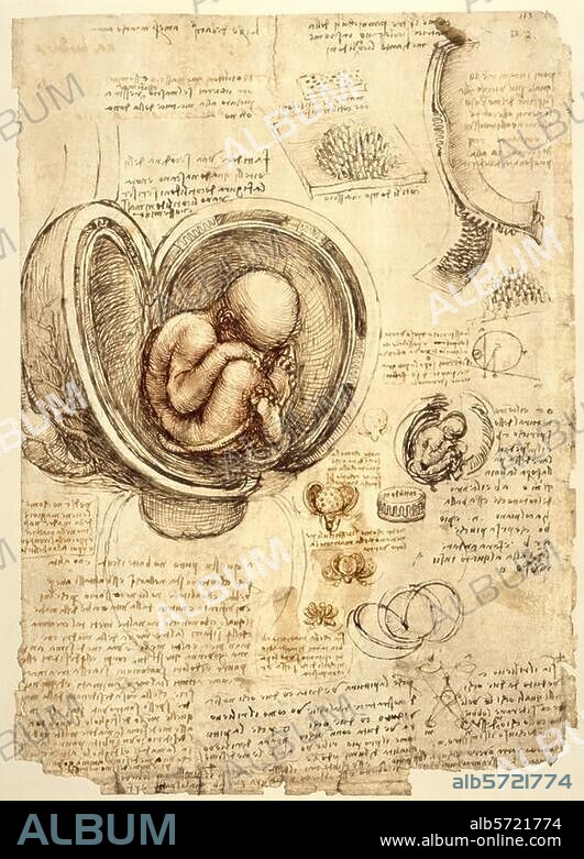 Leonardo da Vinci 1452-1519. Anatomiestudien: Der Fetus im Uterus in Steißlage / Membranen des Uterus. Um 1510/13. Feder in brauner Tusche, laviert, mit roter Kreide, 304 × 220 mm. Atlas der anatomischen Studien, fol. 198 r. (R.L. 19102r). Windsor, Castle, Royal Library.