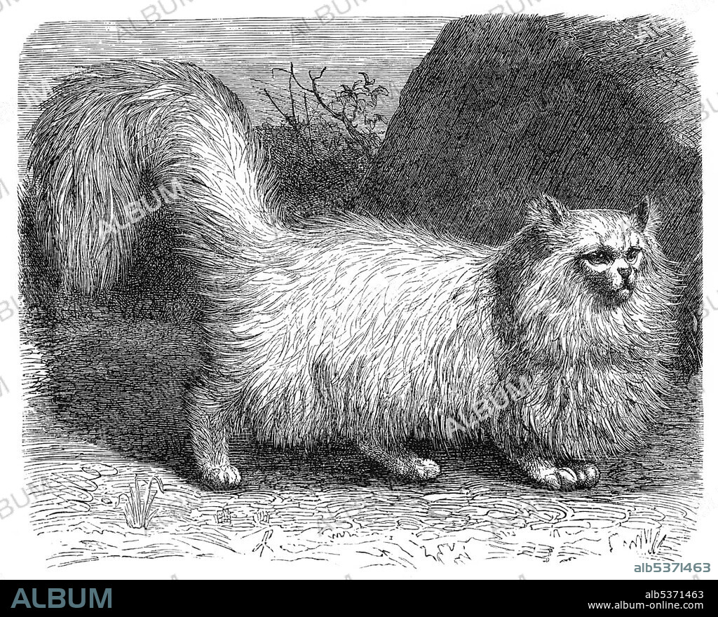 Historic illustration of an angora cat (Felis maniculata angorensis), 19th century, Meyers Konversations-Lexikon encyclopedia, 1889