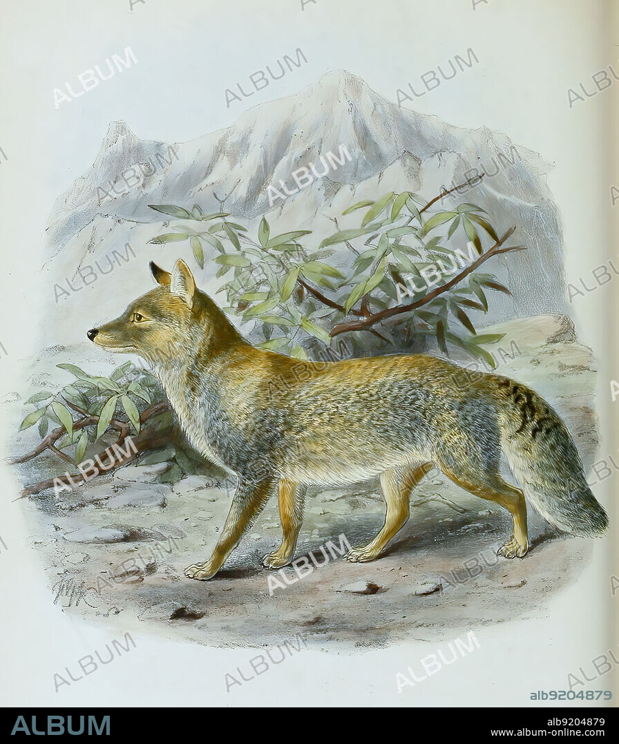 tibetische Fuchs, Vulpes ferrilata, auch tibetischer Sandfuchs, canis ferrilatu, Historisch, historical, digital improved reproduction of an original from the 19th century / digital restaurierte Reproduktion einer Originalvorlage aus dem 19. Jahrhundert, genaues Originaldatum nicht bekannt.