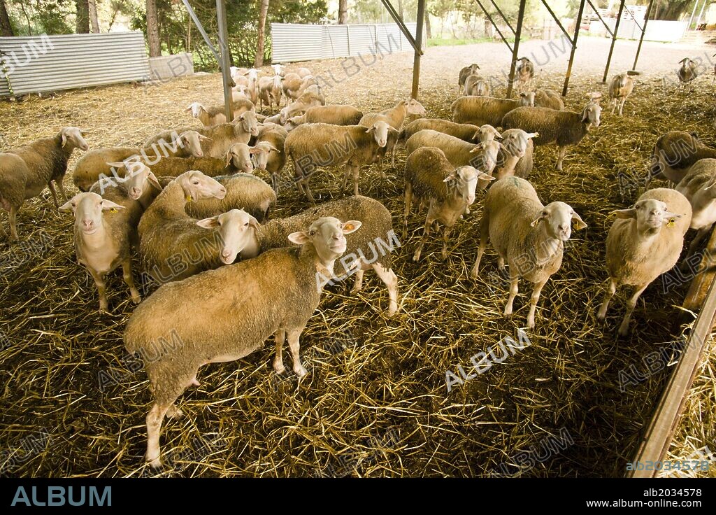 Granja de cabras y ovejas Can Caus .Santa Gertrudis de Fruitera.Ibiza.Balearic islands.Spain.