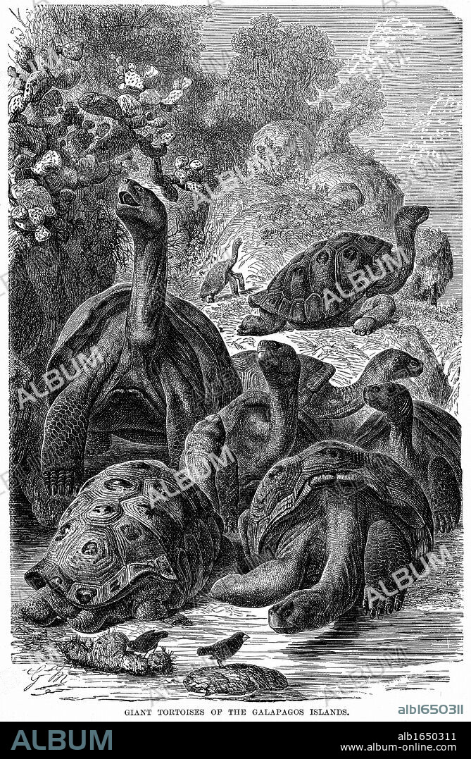 Giant tortoises of the Galapagos Islands which were observed by Charles Darwin. In foreground are two Finches, another group of Galapagos fauna of which Darwin made a particular study and contributed to his theory of evolution. Wood engraving, 1894.