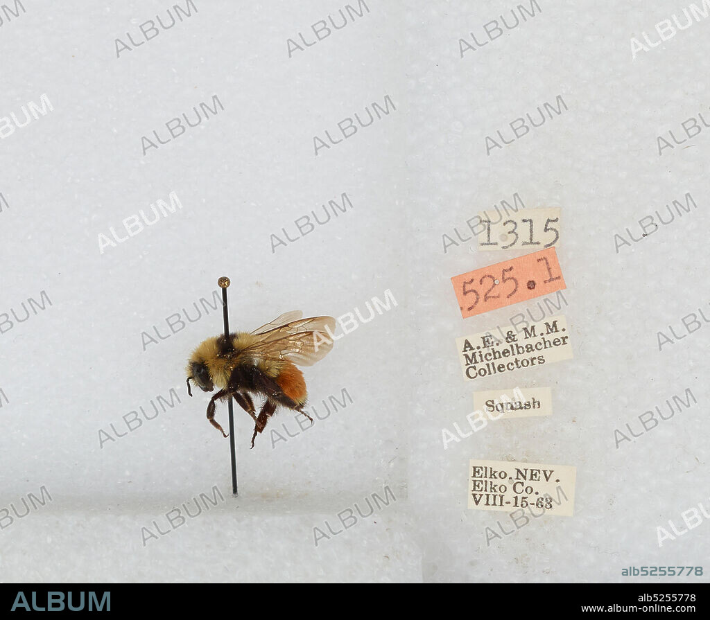 Elko, Nevada, United States, Bombus sp., Animalia, Arthropoda, Insecta, Hymenoptera, Apidae, Apinae.