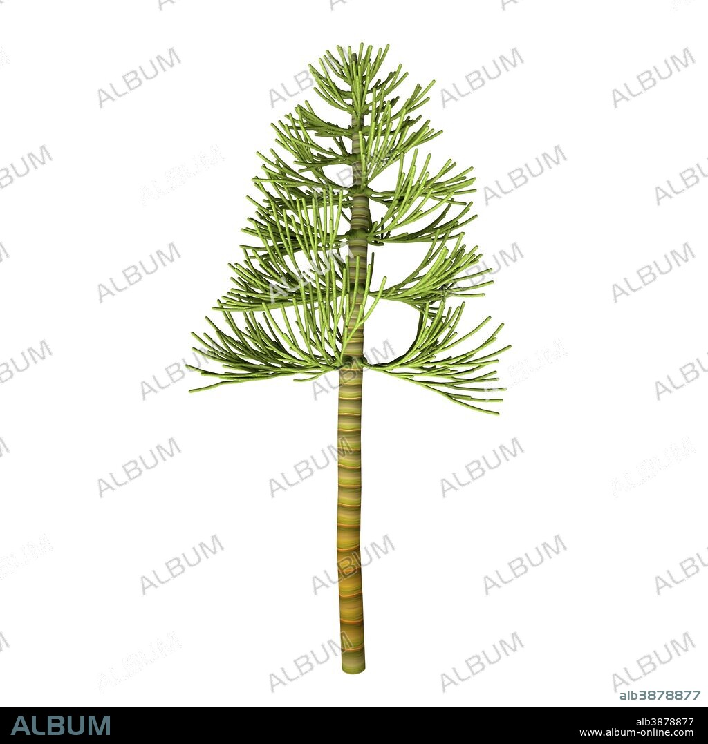 Carboniferous pine tree. The earliest conifers date to the Carboniferous Period, possibly arising from the Cordaites, a genus of seed-bearing Gondwanan plants with cone-like fertile structures.