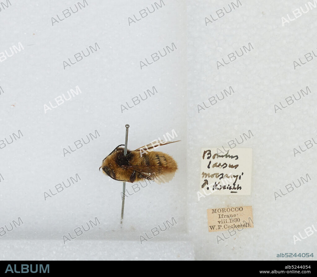 Ifrane, Tadla-Azilal, Morocco, Bombus (Laesobombus) laesus mocsaryi Kriechbaumer, Animalia, Arthropoda, Insecta, Hymenoptera, Apidae, Apinae.
