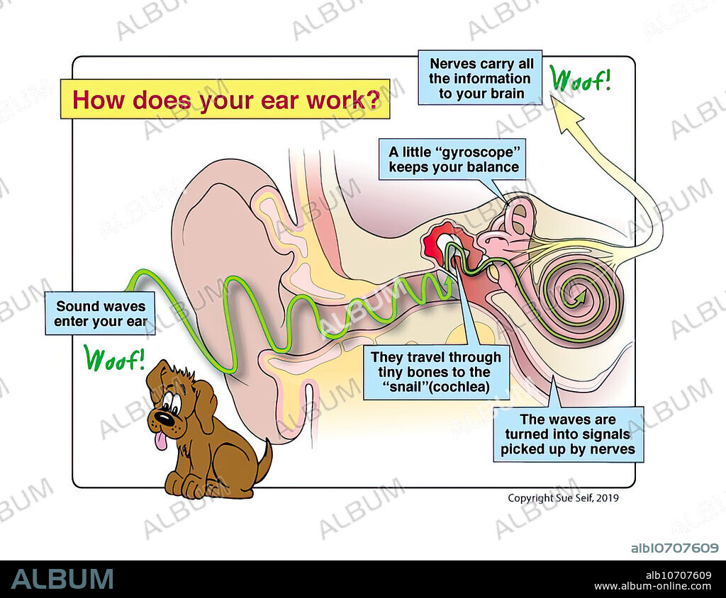 How the ear works, illustration. Schematic showing sound waves traveling to middle ear, cochlea and to the brain.