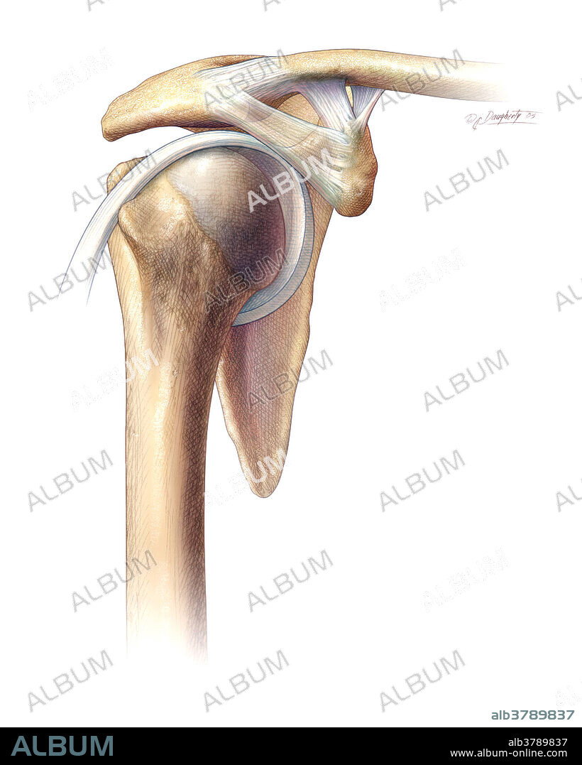 Anatomy of the shoulder joint. Anterolateral view with external rotation of the humerus.