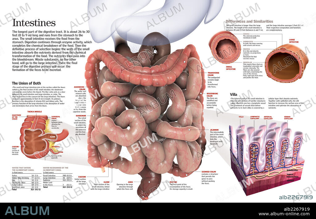 intestinos. Infografía del intestino grueso e intestino delgado del aparato digestivo, su composición y sus funciones.