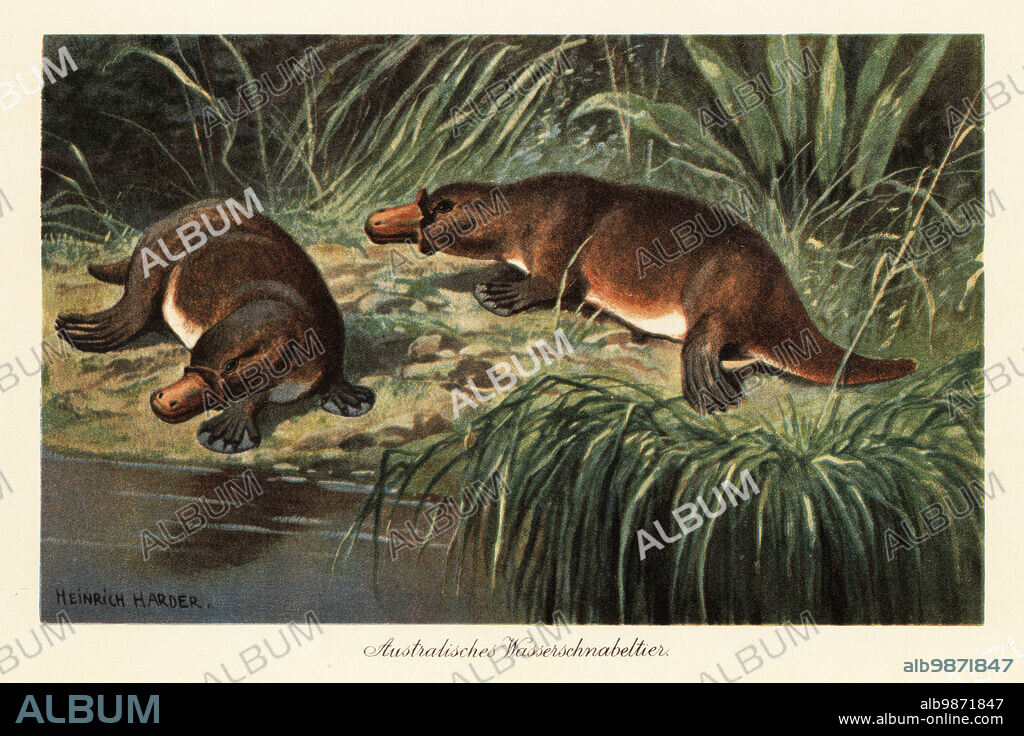 Duck-billed platypus, Ornithorhynchus anatinus, on a river bank. The platypus is a semi-aquatic monotreme mammal native to eastern Australia, including Tasmania. Australisches Wasserschnabeltier. Colour printed illustration by Heinrich Harder from Wilhelm Bolsches Tiere der Urwelt (Animals of the Prehistoric World), Reichardt Cocoa company, Hamburg, 1908. Heinrich Harder (1858-1935) was a German landscape artist and book illustrator.