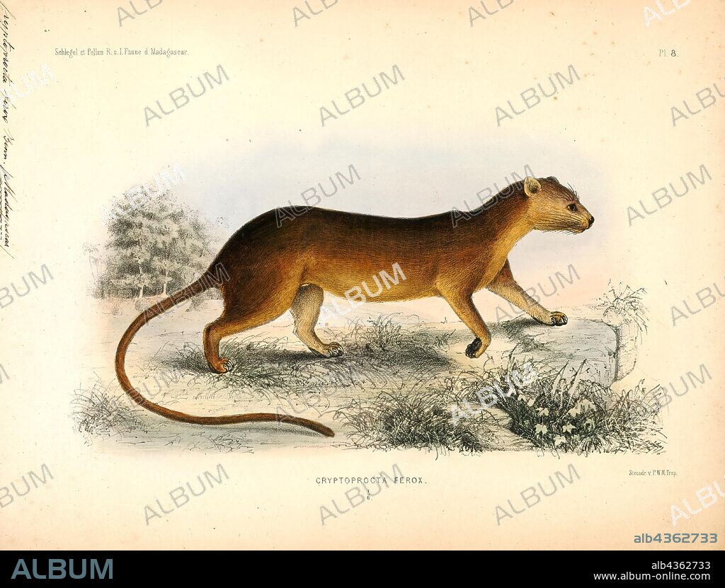 Cryptoprocta ferox, Print, The fossa is a cat-like, carnivorous mammal endemic to Madagascar. It is a member of the Eupleridae, a family of carnivorans closely related to the mongoose family (Herpestidae). Its classification has been controversial because its physical traits resemble those of cats, yet other traits suggest a close relationship with viverrids (most civets and their relatives). Its classification, along with that of the other Malagasy carnivores, influenced hypotheses about how many times mammalian carnivores have colonized Madagascar. With genetic studies demonstrating that the fossa and all other Malagasy carnivores are most closely related to each other (forming a clade, recognized as the family Eupleridae), carnivorans are now thought to have colonized the island once, around 18 to 20 million years ago., 1700-1880.