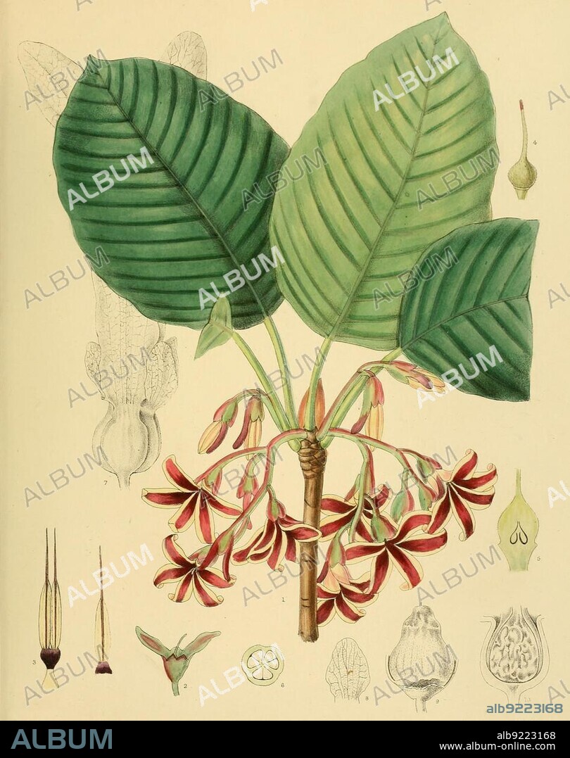 Dipterocarpus (Dipterocarpus) zeylanicus, plant genus two-winged fruit (Dipterocarpaceae) trees, also two-winged nuts or winged fruit trees, belongs to the winged fruit, native to Southeast Asia, Sri Lanka, digitally restored historical colour print from 1893, Asia.