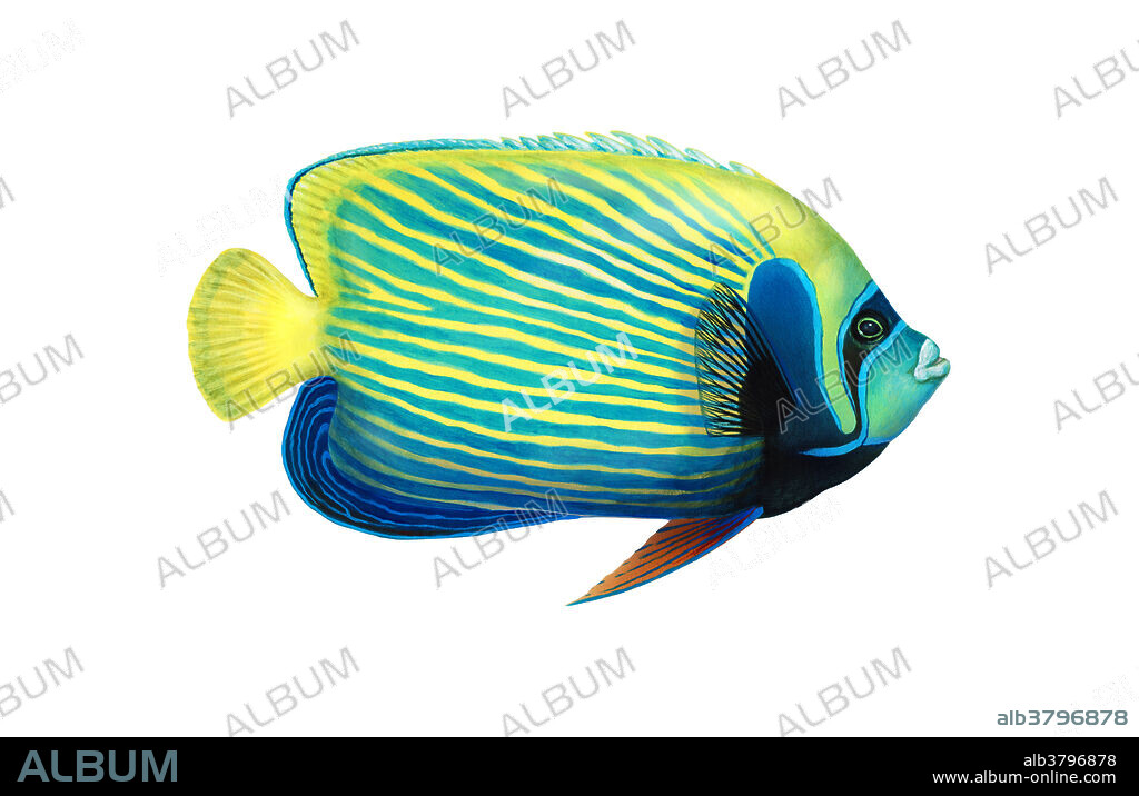 Emperor Angelfish, a tropical marine reef fish.