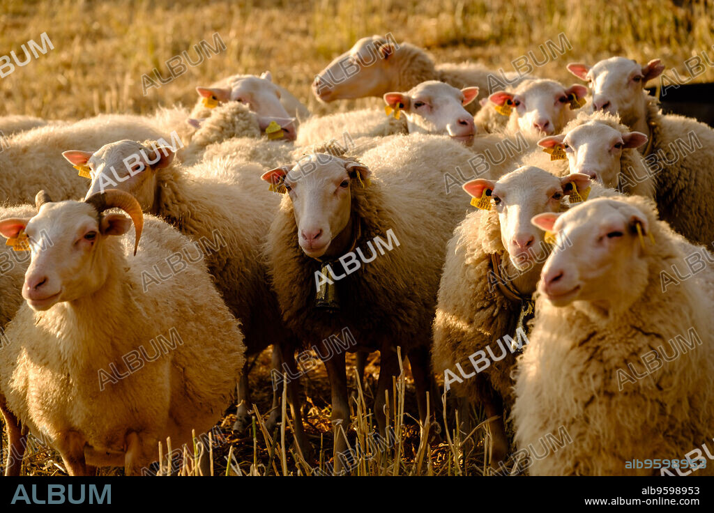ovejas mallorquinas, Cas Canard, Sencelles, Mallorca, balearic islands, spain, europe.