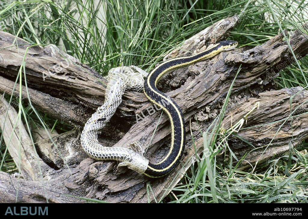 Garter Snake (Thamnophis sp.) shedding.