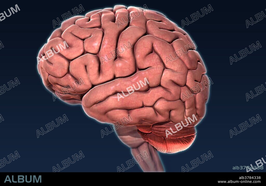 A stylized 3D illustration of the human brain from a lateral (side) view.