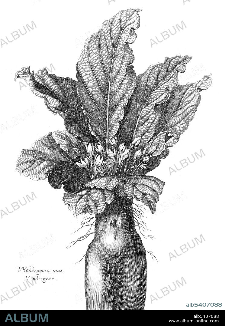 Mandrake depicting a humanoid root. Volume 2, Memoirs to serve in the history of plants by Denis Dodart (1634 - November 5, 1707) a French physician, naturalist and botanist. Mandrake is the common name for members of the plant genus Mandragora, particularly the species Mandragora officinarum, belonging to the nightshades family (Solanaceae). The roots sometimes resemble human figures and their roots have long been used in magic rituals. According to the legend, when the root is dug up it screams and kills all who hear it. Literature includes complex directions for harvesting a mandrake root in relative safety. It was a common folklore that mandrake would only grow where the semen of a hanged man had dripped on to the ground. All parts of the mandrake plant are poisonous. Uses in witchcraft and magic include: baneful work, saturn herb, divination and prosperity spells. Engraving by Nicolas Robert, undated.