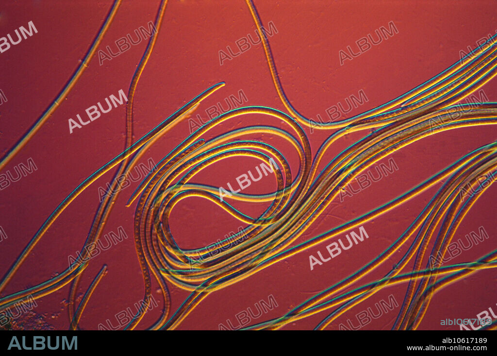 Differential interference contrast microscopy of living oscillatoria tenuis. Magnification 100x @ 35mm.