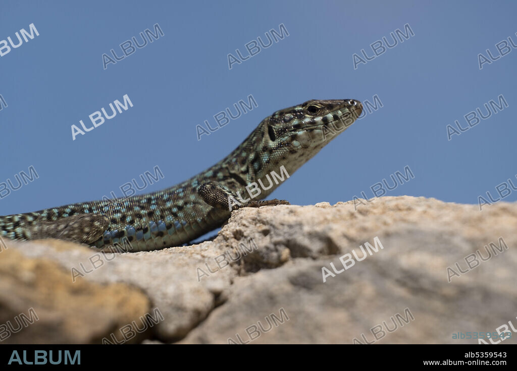 Sargantana on stone wall, Podarcis hispanicus, Formentera, Pitiusas Islands, Balearic Community, Spain.
