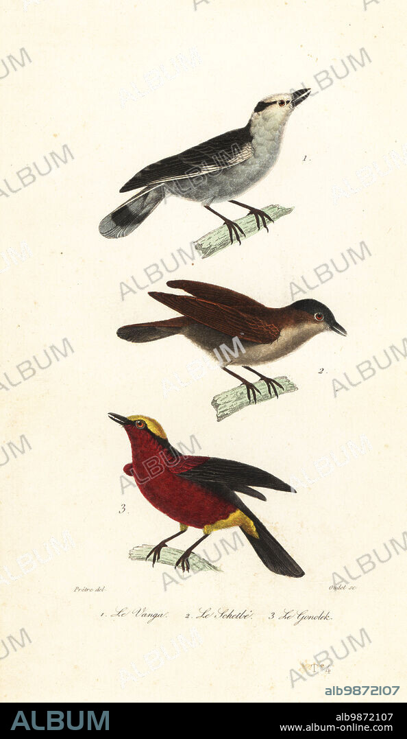 Hook-billed vanga, Vanga curvirostris 1, rufous vanga, Schetba rufa 2, and yellow-crowned gonolek, Laniarius barbarus 3. Le vanga, Lanius curvicostris, Le schet-be, Lanius rufus, Le gonolek, Lanius barbatus. Handcoloured engraving by Oudet after an illustration by Jean-Gabriel Pretre from Achille Richard's Oeuvres Completes de Buffon, Pourrat Freres, Paris, 1839.