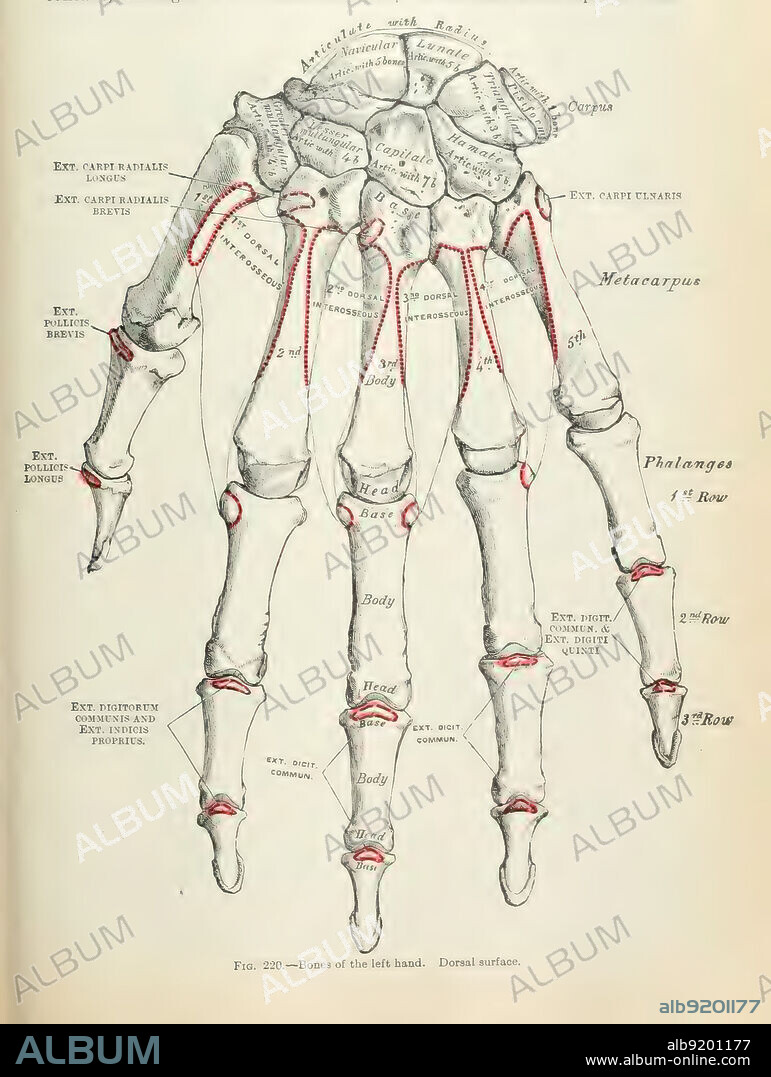 Anatomía del cuerpo humano, escrita por Henry Gray, ilustrada por Henry Vandyke Carter. Fig. 220 Huesos de la mano izquierda. Superficie dorsal.