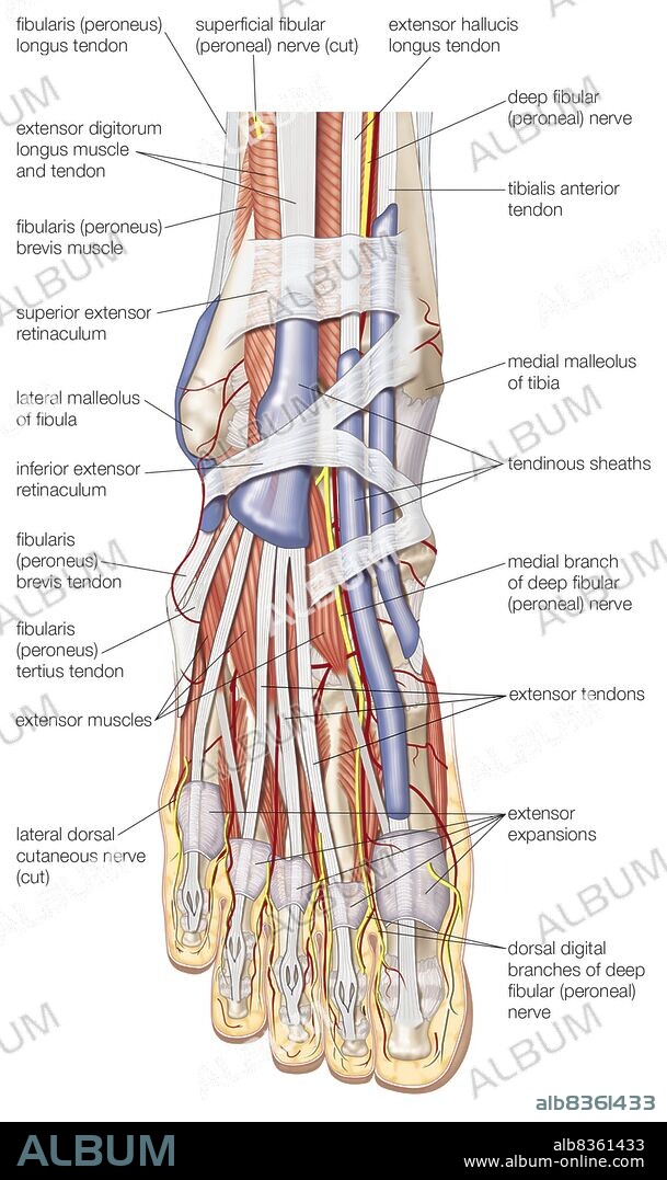 Dorsal view of the right foot, showing the major muscles, tendons, and nerves.
