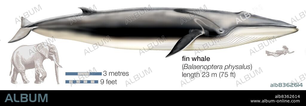 Fin whale (Balaenoptera physalus).