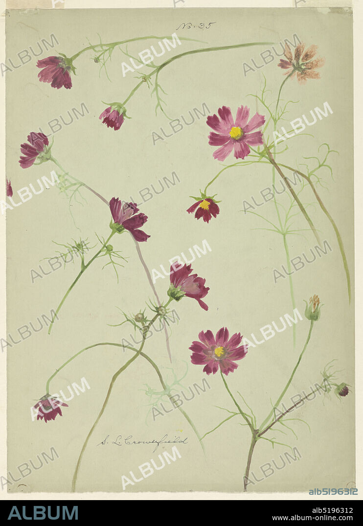 Study of Cosmos, Sophia L. Crownfield, (American, 18621929), Brush and watercolor on white paper, Vertical sheet depicting studies of cosmos from different angles and in different directions across the sheet including nine pink examples, and one orange one., USA, late 19th century, nature studies, Drawing, Drawing.
