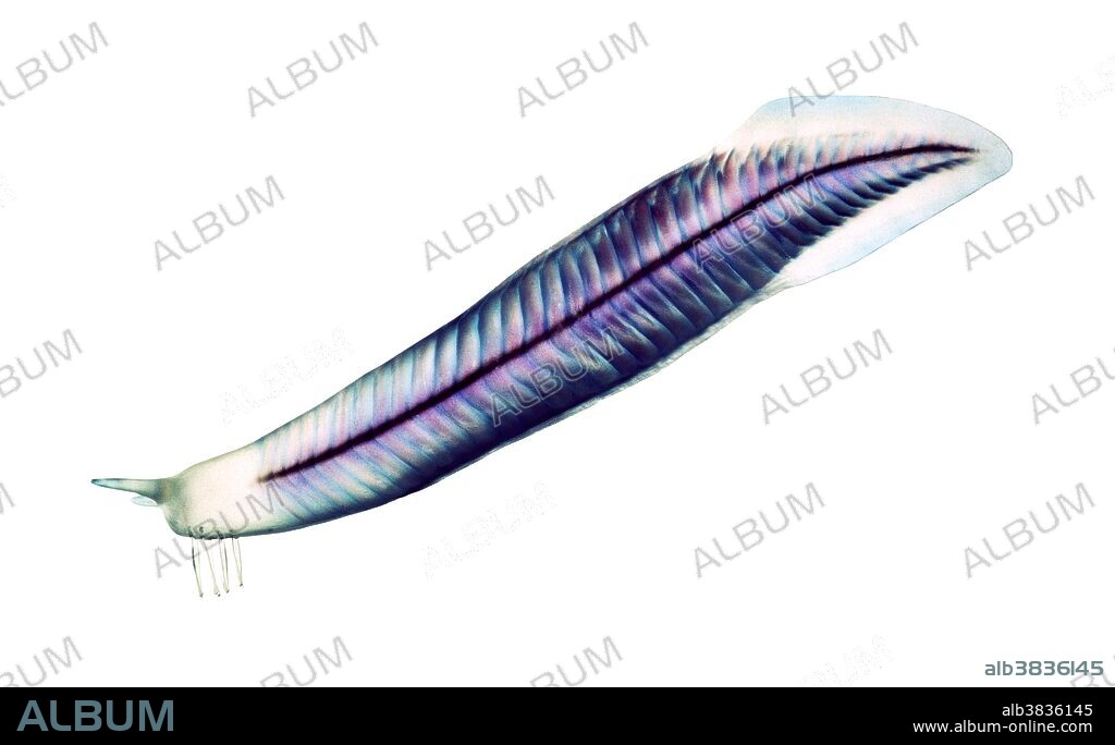Lateral reconstruction of the primitive chordate, Pikaia gracilens, from the Middle Cambrian Burgess Shale of British Columbia. With the presence of a notochord along its back, this small worm-like precursor to the vertebrates is the earliest known representative of the phylum to which humans belong. The size averages about 4 cm. long.