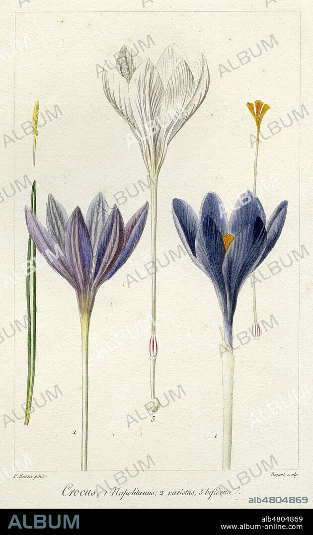 Crocus. Planche botanique tiree de l'Herbier general amateur par Mordant de Launay et Loiseleur-Deslongchamps, publie en 1817. Illustration par P. BESSA (1772-1834). Credit : Collection IM/KHARBINE-TAPABOR.