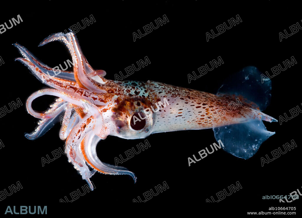 The Jewel Enope Squid, Pyroteuthis margaritifera, (Pyroteuthidae) is found in tropical and subtropical waters around the world. The arrangement of the photophores in the tentacles helps to identify this species. This individual was captured in a Tucker Trawl between the surface and 500 meters depth at night, in the Gulf of Mexico, 2011.