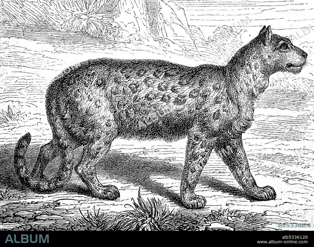 snow leopard, Panthera uncia, also known as the ounce, Irbis, Felis Irbis  /  Schneeleopard, Irbis oder Unze, Panthera uncia, Felis irbis, Historisch, historical, digital improved reproduction of an original from the 19th century / digitale Reproduktion einer Originalvorlage aus dem 19. Jahrhundert,.