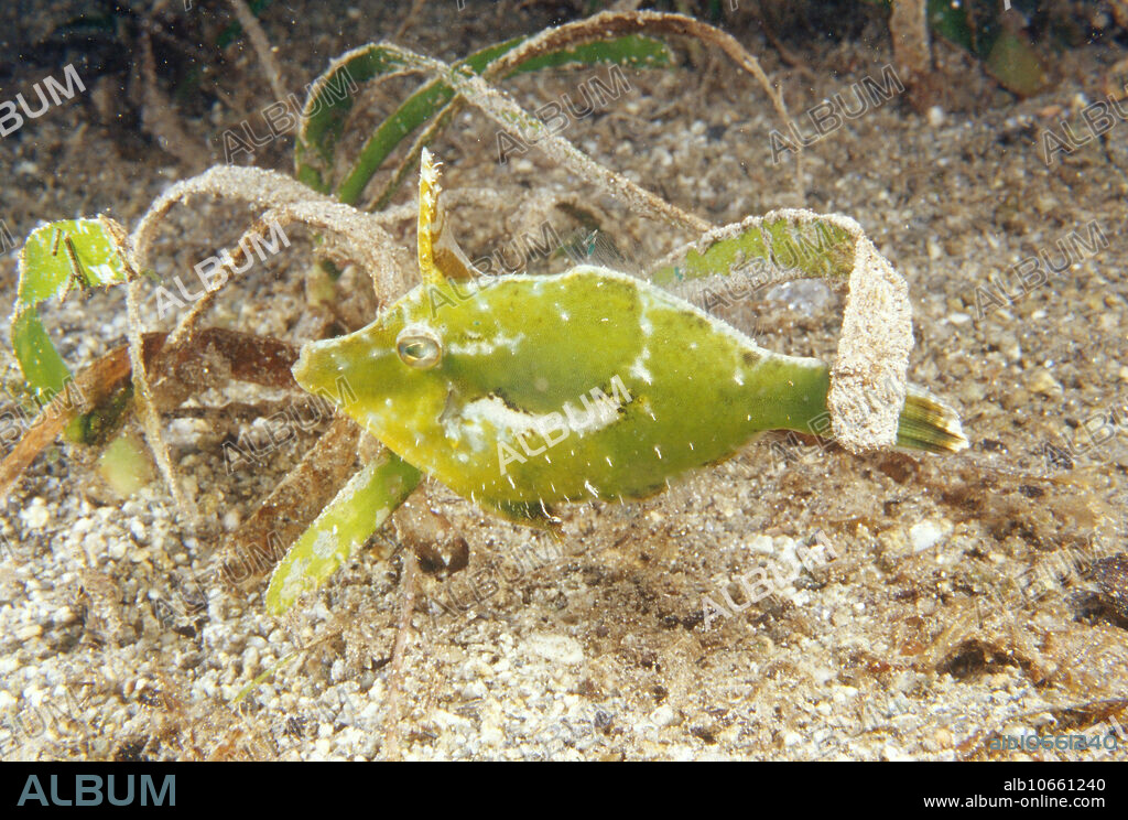 Blacklined filefish (Pervagor nigrolineatus), in Milne Bay, Papua New Guinea.
