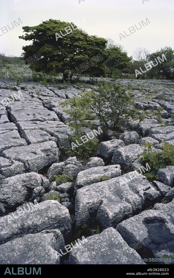 Limestone pavement: grikes, clints and incipient woodland. Clawthorpe Fell, Lancashire, England.