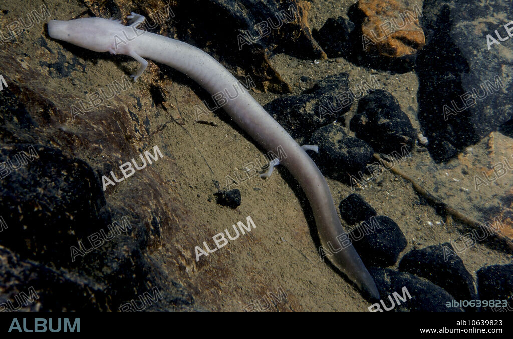 The Olm or 'Human Fish' (Proteus anguinus) is a groundwater salamander from Slovenia, Italy, Bosnia, Herzegovina, and Croatia. This image was captured in-situ while snorkeling a subterranean river in Slovenia, 2018.