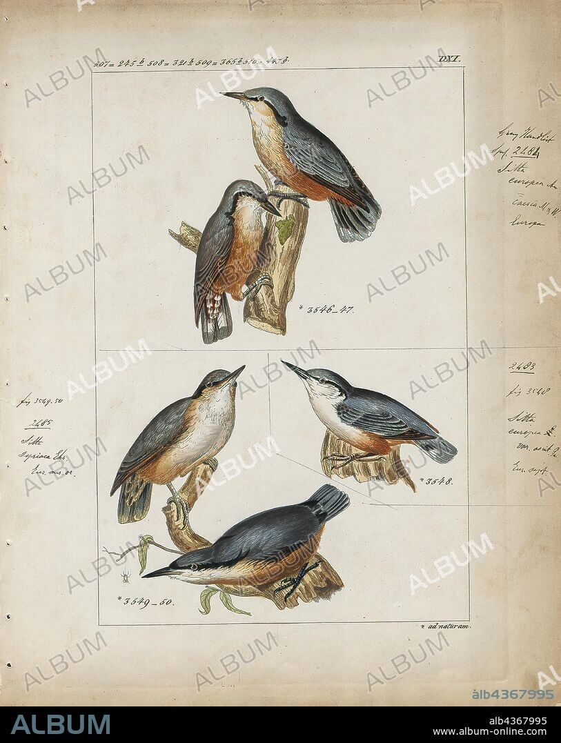 Sitta europaea, Print, The Eurasian nuthatch or wood nuthatch (Sitta europaea) is a small passerine bird found throughout temperate Asia and in Europe, where its name is the nuthatch. Like other nuthatches, it is a short-tailed bird with a long bill, blue-grey upperparts and a black eye-stripe. It is a vocal bird with a repeated loud dwip call. There are more than 20 subspecies in three main groups; birds in the west of the range have orange-buff underparts and a white throat, those in Russia have whitish underparts, and those in the Far East have a similar appearance to European birds, but lack the white throat., 1820-1860.