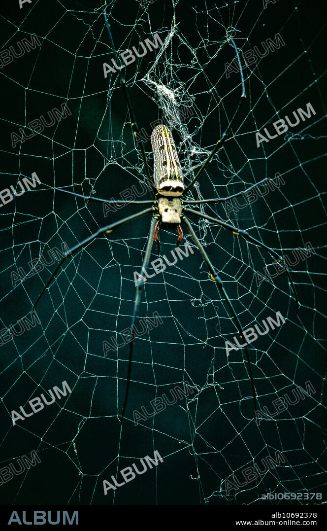 A Golden Orb Web spider (Nephila sp) in dry deciduous forest, Srepok Wilderness Area, Cambodia.