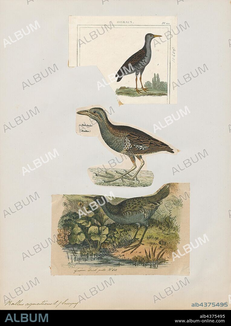Rallus aquaticus, Print, The water rail (Rallus aquaticus) is a bird of the rail family which breeds in well-vegetated wetlands across Europe, Asia and North Africa. Northern and eastern populations are migratory, but this species is a permanent resident in the warmer parts of its breeding range. The adult is 23–28 cm (9–11 in) long, and, like other rails, has a body that is flattened laterally, allowing it easier passage through the reed beds it inhabits. It has mainly brown upperparts and blue-grey underparts, black barring on the flanks, long toes, a short tail and a long reddish bill. Immature birds are generally similar in appearance to the adults, but the blue-grey in the plumage is replaced by buff. The downy chicks are black, as with all rails. The former subspecies R. indicus, has distinctive markings and a call that is very different from the pig-like squeal of the western races, and is now usually split as a separate species, the brown-cheeked rail., 1700-1880.