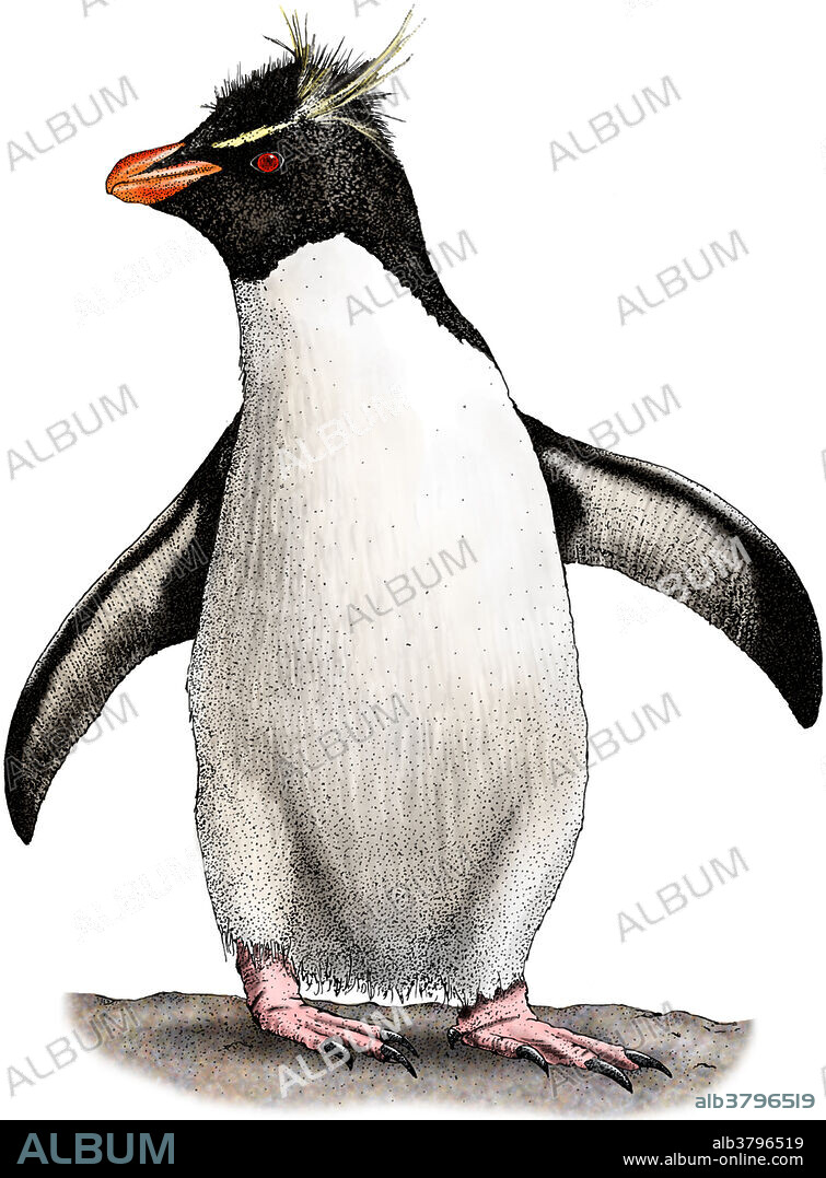 Illustration of a Southern Rockhopper Penguin (Eudyptes chrysocome).