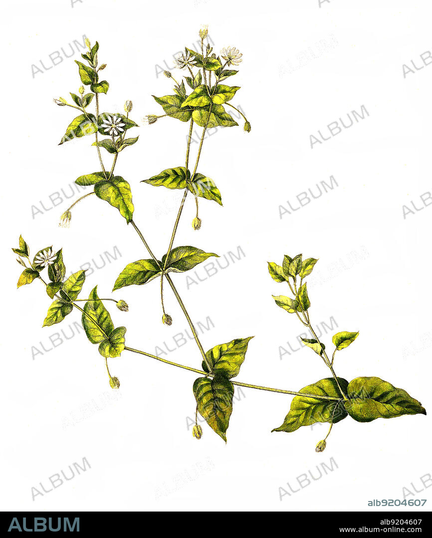 Gemeiner Wasserdarm, Myosoton aquaticum, auch Wassermiere genannt, ist die einzige Art der Pflanzengattung Myosoton innerhalb der Familie der Nelkengewächse (Caryophyllaceae), Stellaria aquatica is a species of flowering plant in the carnation family Caryophyllaceae, known as water chickweed or giant chickweed.