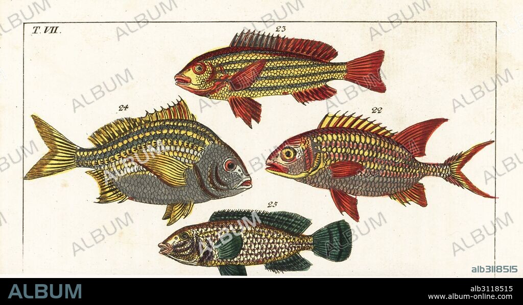 Squirrelfish, Holocentrus adscensionis 22, five-lined snapper, Lutjanus quinquelineatus 23, Torroto grunt, Genyatremus luteus 24 and pointed snout wrasse, Symphodus rostratus 25. Handcolored copperplate engraving after Jacob Nilson from Gottlieb Tobias Wilhelm's Encyclopedia of Natural History: Fish, Augsburg, 1804. Wilhelm (1758-1811) was a Bavarian clergyman and naturalist known as the German Buffon.