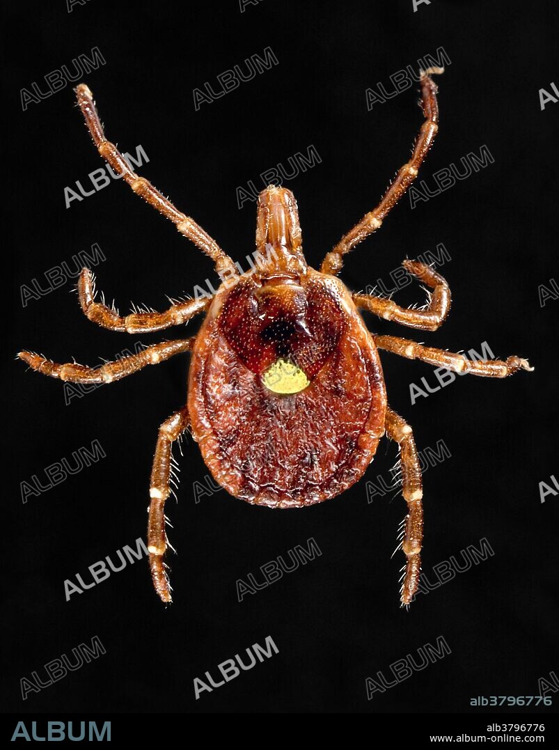 This photograph depicts a female Â“lone star tickÂ” Amblyomma americanum. An Ixodes or Â“hardÂ” tick, A. americanus is found through the southeast and south-central states, and has been shown to transmit the spirochete, Borrelia lonestari, the pathogen responsible for causing a Lyme disease-like rash known as Â“Southern tick-associated associated rash illnessÂ” (STARI). Representatives from all three of its life stages aggressively bite people in the southern U.S. Research indicates that live spirochetes are observed in only 1-3% of specimens.